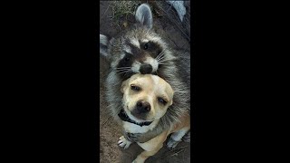 Sweet Animal Friendships: Unlikely interspecies friendships between cute animals sharing hugs