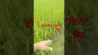 ਆਪਣੇਂ ਗੀਤਾਂ ਦਾ ਨਜ਼ਾਰਾ #tarsemjassar #sidhumoosewala #amrindergill#gurdasmaan #agriculturalfarm