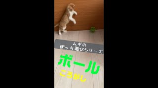 【家ぼっち猫】ひとり遊びシリーズ(ボールころがし編)　#shorts