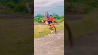 Robert horse hajani pipaliya #video #horse #kathiyawadi