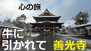 牛に引かれて善光寺　20221226