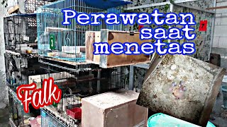 Cara merawat falk saat menetas