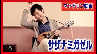 サザナミガゼル🐐 SAZANAMI GAZELLE （石橋敬三 Kzo Ishibashi） #mandolin #mandoline #マンドリン