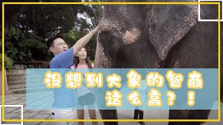 《不如去逛動物園》沒想到大象的智商這麼高？！