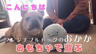 おかか ばあちゃんとプレゼントで遊ぶ【フレンチブルドッグのおかか】117