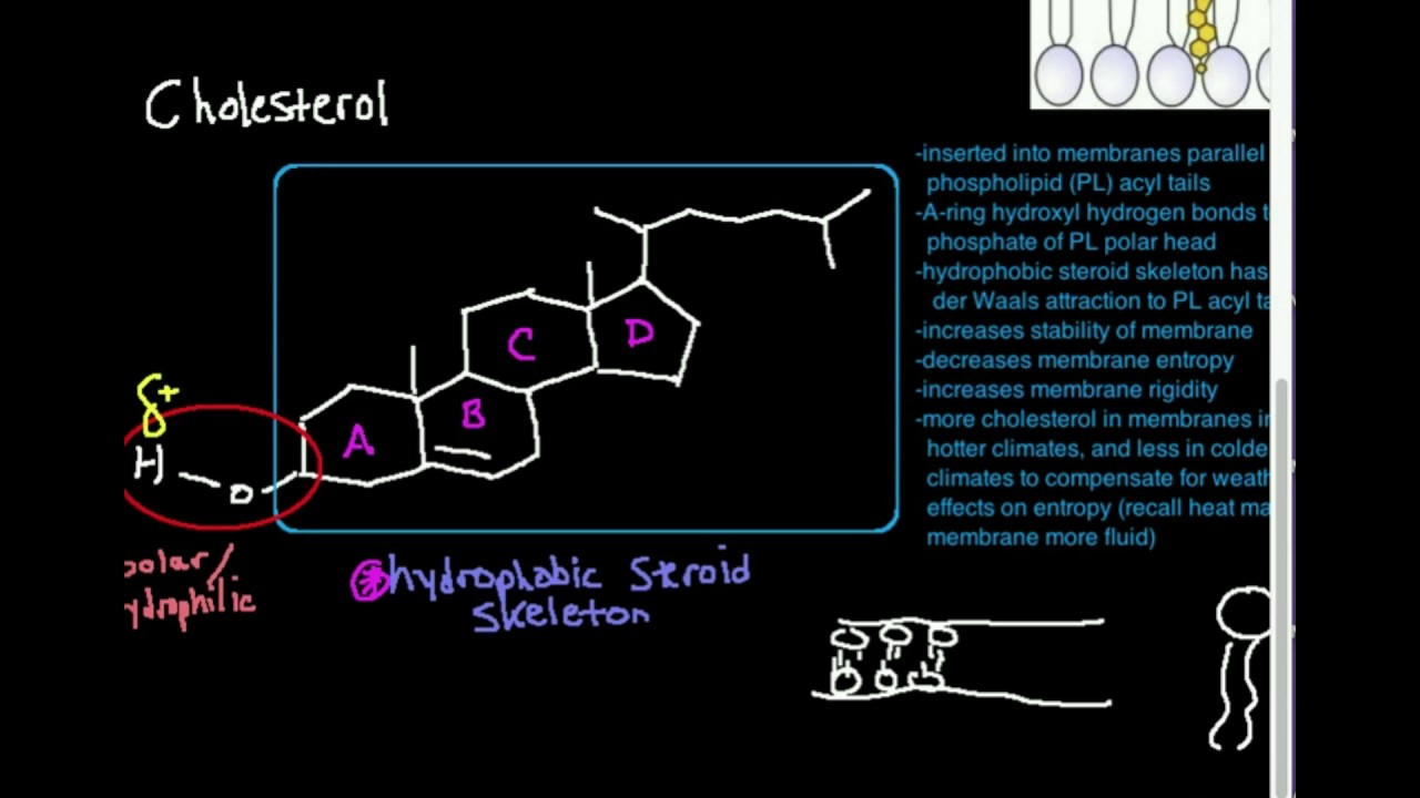 Structure Of Cholesterol Labeled