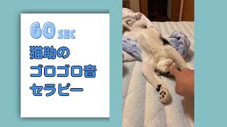 【60秒】猫助のゴロゴロ音セラピー