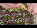 Propagating Agapanthus