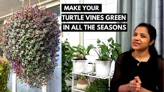 How to keep your turtle vines green in all the seasons | Care of turtle vine |e URBAN ORGANIC GARDEN