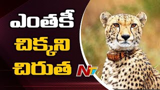 భయపెడుతున్నచిరుత | Cheetah Hulchul In Jagtial, not yet traced | NTV