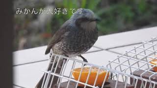 ヒヨドリがみかんを食べにきてます。