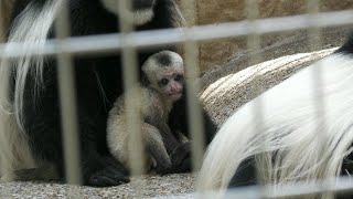 アビシニアコロブスの赤ちゃん（Abyssinian colobines baby）　上野動物園　202207