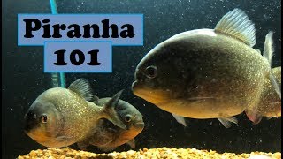 Piranha care 101