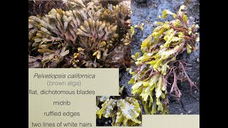 Seaweeds Module 5: Intertidal rockweeds (brown algae)