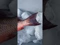 big mangrove snapper fishing spearfishing sportfishing freediving fish snapper seafood