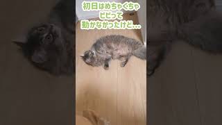 家にやってきて2日目とは思えない子猫の慣れっぷりw【サイベリアンのラフィ】#shorts