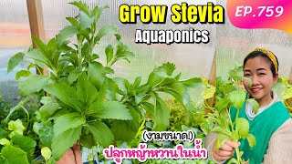 เพาะชำหญ้าหวานในน้ำ (งามแบบไม่ต้องดูแล) หญ้าหวาน พืชสารพัดประโยชน์‼️ How to grow Stevia in Aquaponic