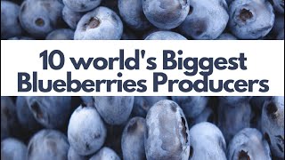 Top 10 Blueberries Producing Countries in the World | World's top ten blueberry producing countries