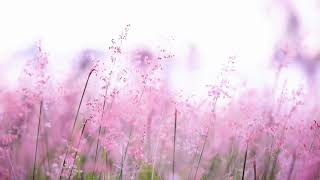 春之歌 Spring Song ～孟德爾頌 Felix Mendelssohn  無言歌 Songs Without Words ～ 紓壓 Pressure relief ＊放鬆 Relax