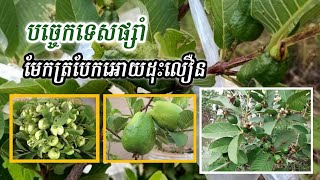 បច្ចេកទេសផ្សាំ មែកត្របែកបែបថ្មី ​ឆាប់បានផល និង ចំនេញពេល ចាប់ឬសបានល្អ