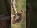 🐯¹⁵◆¹ 🐶•⁴◇¹ ² european pine marten martes martes in mustelid family mustelidae marten