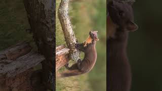 🐯¹⁵◆¹ 🐶•⁴◇¹ ² European Pine Marten (Martes martes) in Mustelid Family (Mustelidae) #marten