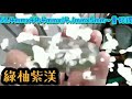 天然a貨緬甸翡翠貴妃玉鐲 ~附大陸玉石證書~綠柚紫渼~