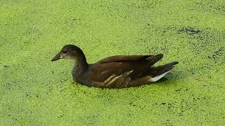 Young Moorhens in the fountain