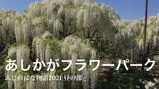 あしかがフラワーパーク　2021/04/27①　 (ふじのはな物語２０２１)　昼の部