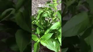 Lemon Basil 🌿 as air freshener? #cookingvideos #shorts #herbs #trendshort