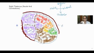 Thalamus- Basic Anatomy & Functions