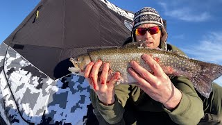 Sight Fishing For Monster Brook Trout!! #fishing #outdoors