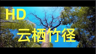 杭州云栖竹径｜翠竹与茶山｜Bamboo-lined path｜Travel In China｜HD