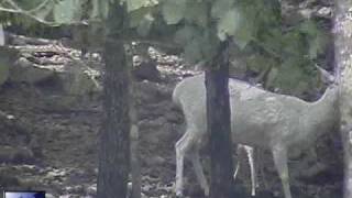 Newborn White Whitetail Deer Fawn taking its first steps