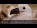 amazing animal migrations by land air and sea nat geo wild