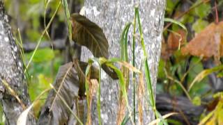 🦋 Prociphilus oriens / 椴之根大綿虫（トドノネオオワタムシ）