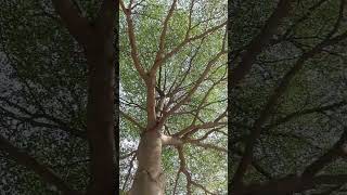 Madagascar Almond//Terminalla Mantaly.!🌳#trees #explore  #amazing #nature #shorts #shortvideo #fyp