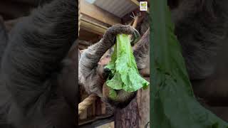 Baby sloth tries solids for the first time! #shorts #bringingthezootoyou