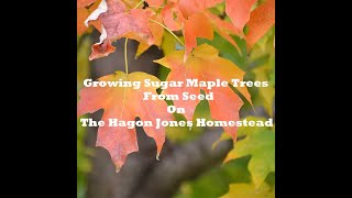 Growing Sugar Maple Trees From Seed @ The Hagon Jones Homestead