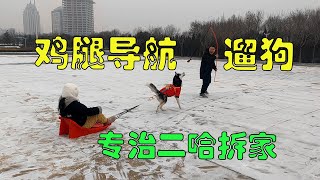 主人吊着鸡腿让二哈拉雪橇，傻狗回家后倒头就睡，再没精力拆家了【马桶的逗比狗生】