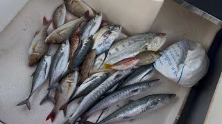 Catch \u0026 Cook in Thai Paradise! Snorkeling for Tropical Fish and Jigging for Fish