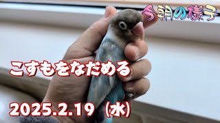 《2025.2.19》こすもをなだめる【今朝の様子】ボタンインコ＆ウロコインコ