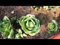 എന്താ ഭംഗി ഇതാണ് വൈറലായ ആ ഉദ്യാനവീട് garden tour home garden garden ideas