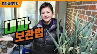 대파 보관법 | 비싼 파 사지마세요! 이렇게 보관하면 겨우내 싱싱하게 먹을수 있어요 | 영자씨의 부엌