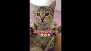 怎样pua拒绝给你提供情绪价值的绿茶小猫？让他来上课！😹