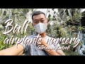 Bali airplant tillandsia nursery tour @triagardenbali