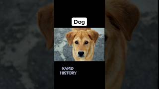 Worst Ways Animals Have Died | Rapid History