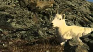 Wild Spaces WILD SPACES: DENALI NATIONAL PARK /  UNTAMED ALASKA