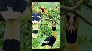 மிகவும் அழகான பறவைகள் most beautiful bird in the world singing