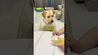 肉肉说了算🐶：当小狗遇到火腿肠采访...